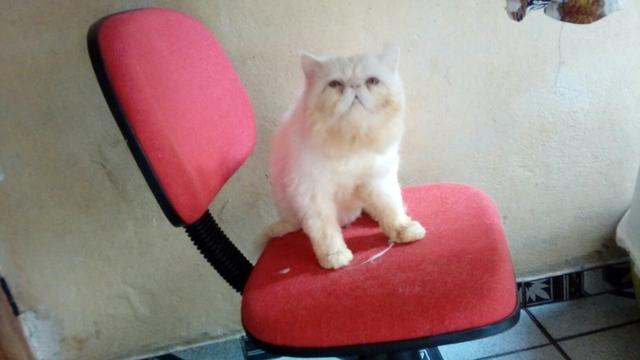 Gato persa show