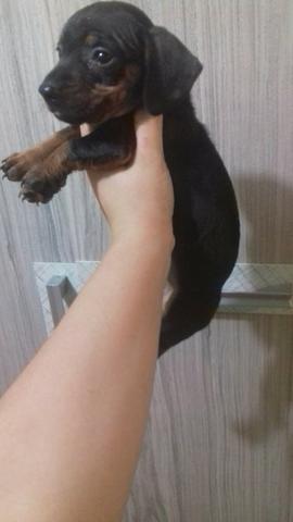 Linguicinha (daschund) mini última fêmea com garantia