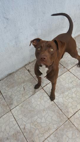 Pitbull macho com 7 meses