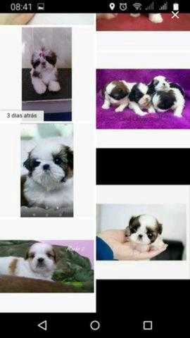 Shih Tzu procuro pra comprar