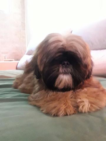 Shih tzu macho padrão