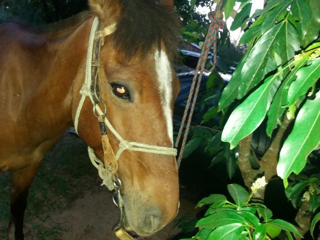 Vendo cavalo de montaria
