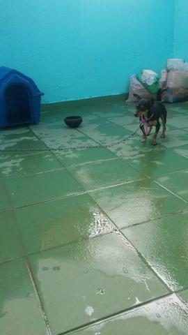 Vendo pinscher n1 fêmea de 2 anos