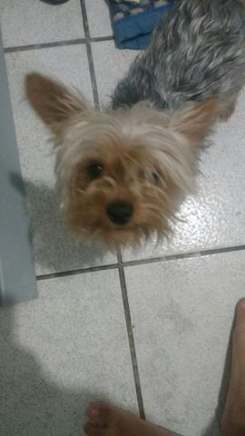 Yorkishare Macho pra cruza !