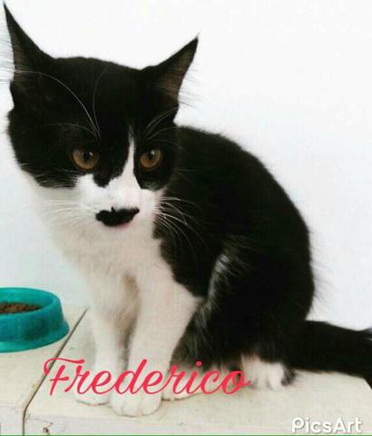 Adoção Gato SP/ABC