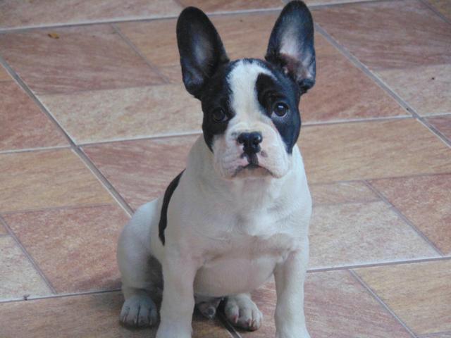 Bulldog francês macho com pedigree
