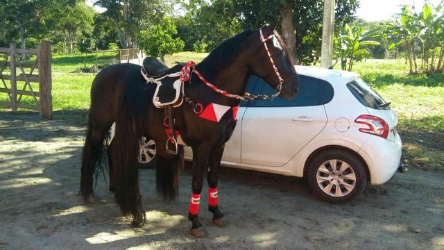 Cavalo Preto