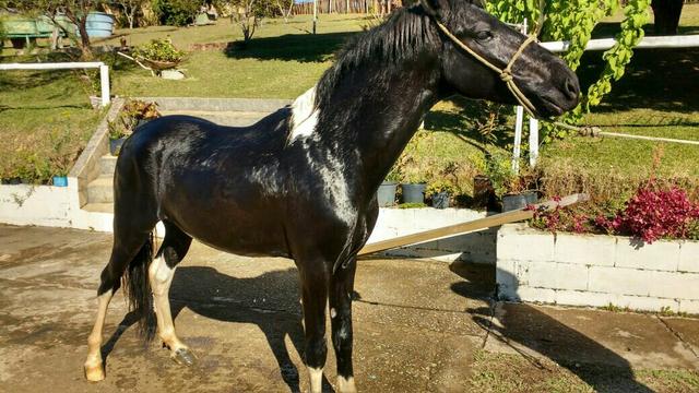 Cavalo mangalarga marchador