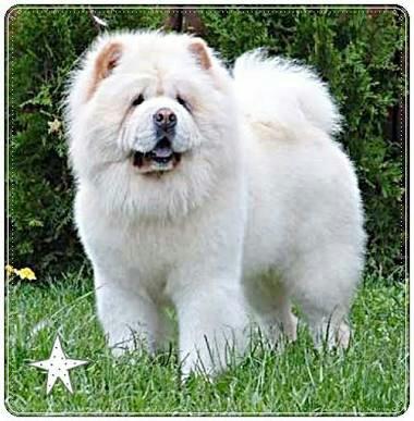 Chow chow compro