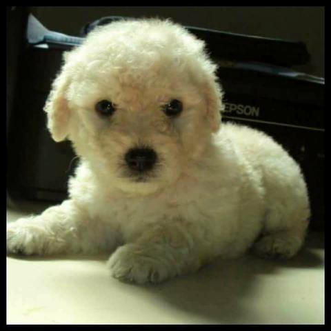 Poodle micro toy branco