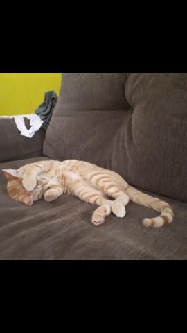 Procura-se gata.Leia a descrição pfv