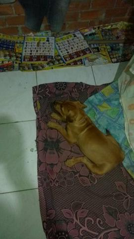 Vendo pitbul misturado com rotweile !