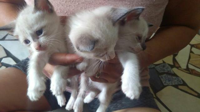 3 lindas gatinhas siamesas para adoção!