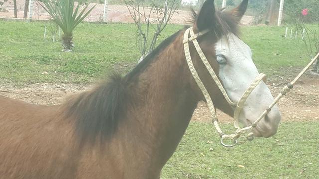 vendo cavalo frente aberta 🥇 【 OFERTAS 】