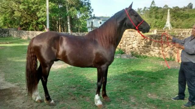 Cavalo mangalarga - De Patrão