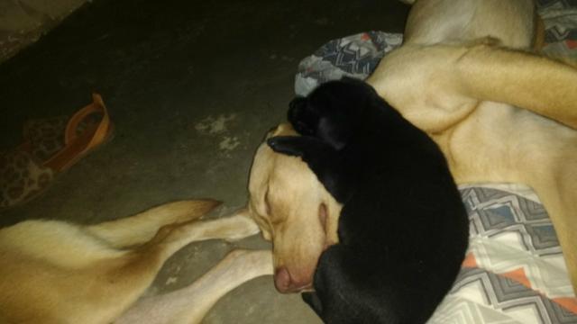 Labrador Preto macho