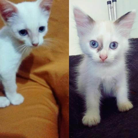 Lindas Fêmeas para Adoção