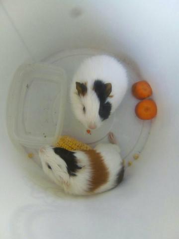 Lindo casal de preá do reino ou porquinho da Índia