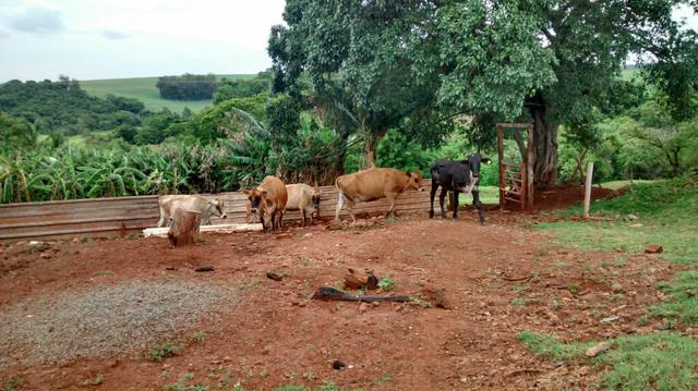 Vende se 5 vacas Jercy