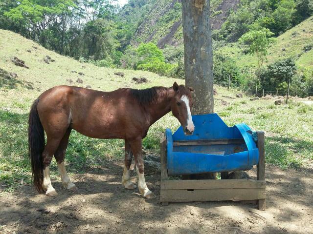Vende-se cavalo arriado