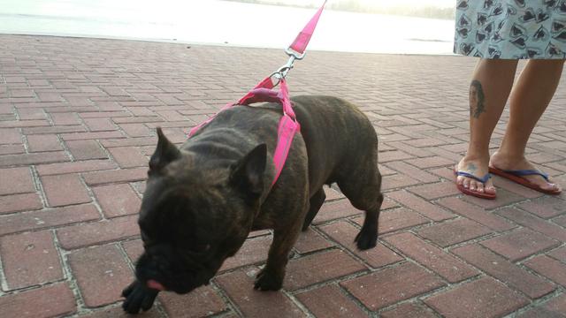 Vendo bulldog frances femea