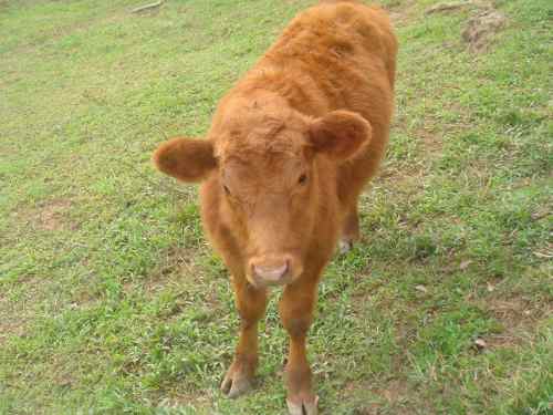 Belo Bezerro Red Angus