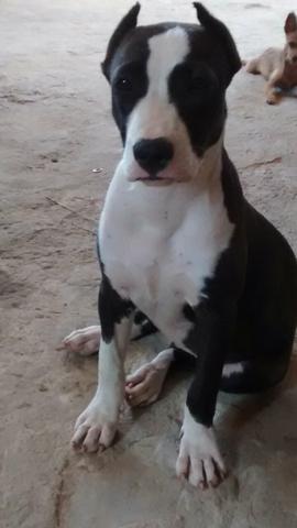Cachorra Pitbull com 4 meses