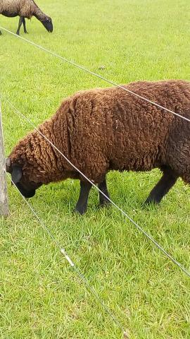 Carneiro d 1ano e meio d barbada
