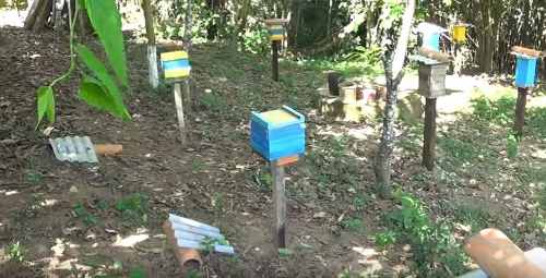 Enxame De Abelhas Mandaçaia Mqa