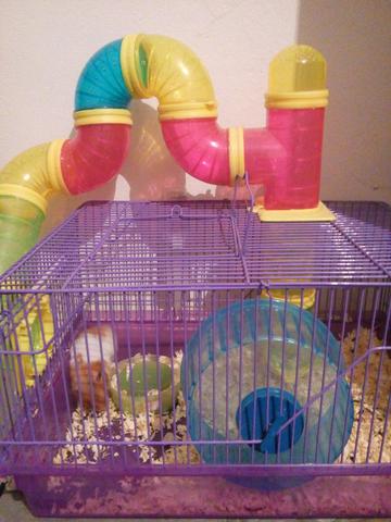 Gaiola com hamister