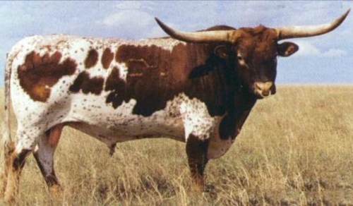 Semen Touros Texas Longhorn