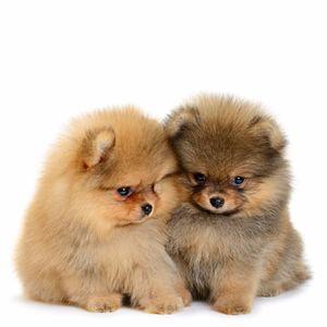 Spitz Alemão Puro encanto