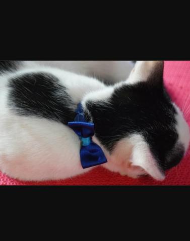 Doação gatinho brincalhão