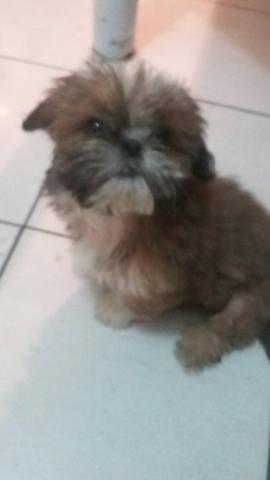 Linda fêmea de lhasa com três meses