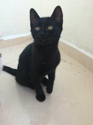 Linda gatinha preta