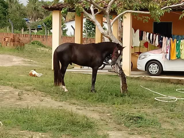 Potro mistiço de mangalarga!vendo e troco!