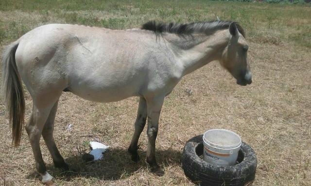 Troco em outro que seja de montada