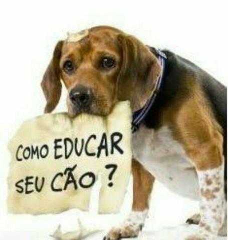 Adestrador de Cães