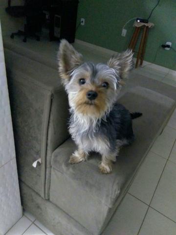 Lindo York micro 8 meses 400 a vista