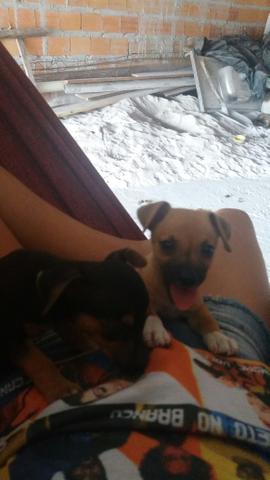 Vendo pinscher puro 200
