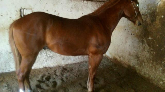 Vendo potro quarto de milha