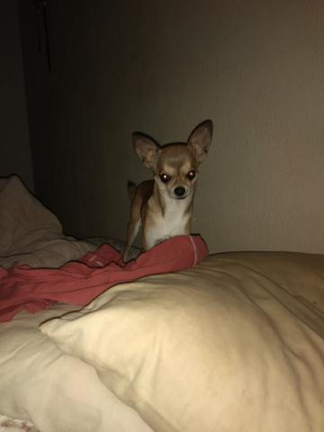 Chihuahua macho procura fêmea