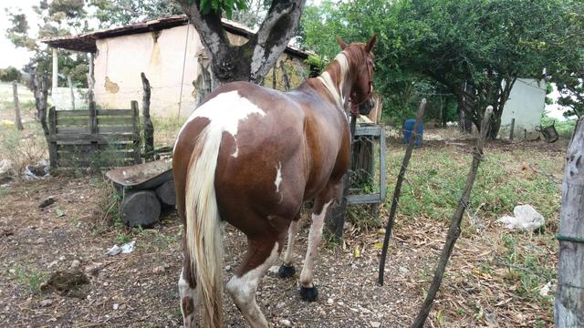Paint horse mestiço