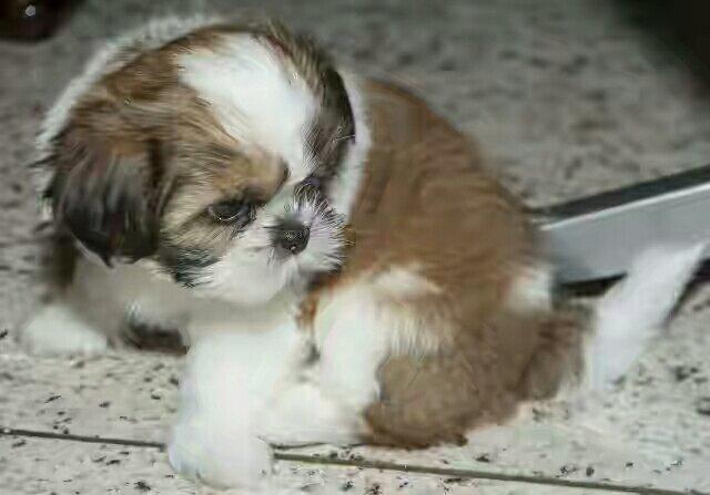 Promoção shih-tzu 750