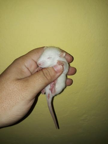 Ratos twister (laboratório)