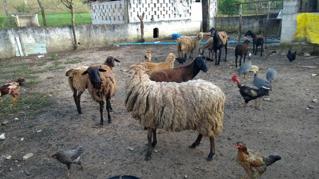 Vende-se ovelhas e leitão