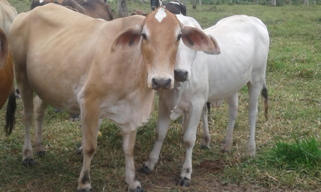 Vendo gado do tipo bovino
