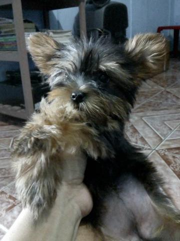 Yorkshire mini fêmea 10 x no cartão