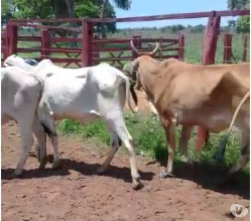 50 Vacas Nelore e Anelorada