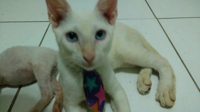 Adoção responsável